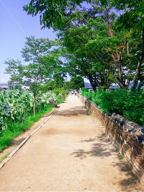 두물머리,길,정원,outdoors,옥외,garden,road,흙길,풍경,자연,nature