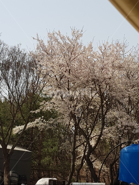 벚꽂,화창함,야외,아름다운,봄