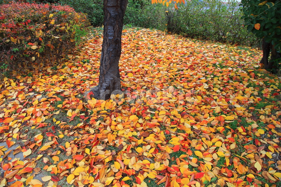 가을,단풍,풍경,늦가을,경치,낙엽,가을,계절,fall,autumn,season,leaf,잎,plant,식물,tree,나무,ground,바닥