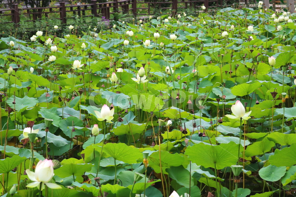 수련,연꽃,연잎,식물,수생식물,연,자연,식물,자연,plants,nature,꽃,flower