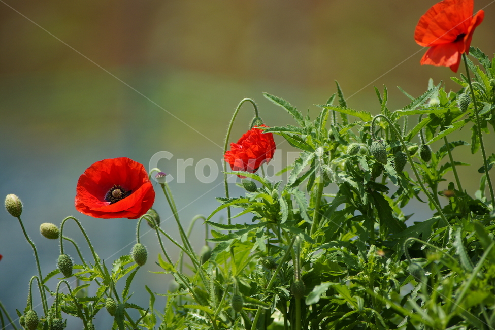 양귀비,봄,꽃,경관,정원,식물,자연,plants,nature,꽃,flower