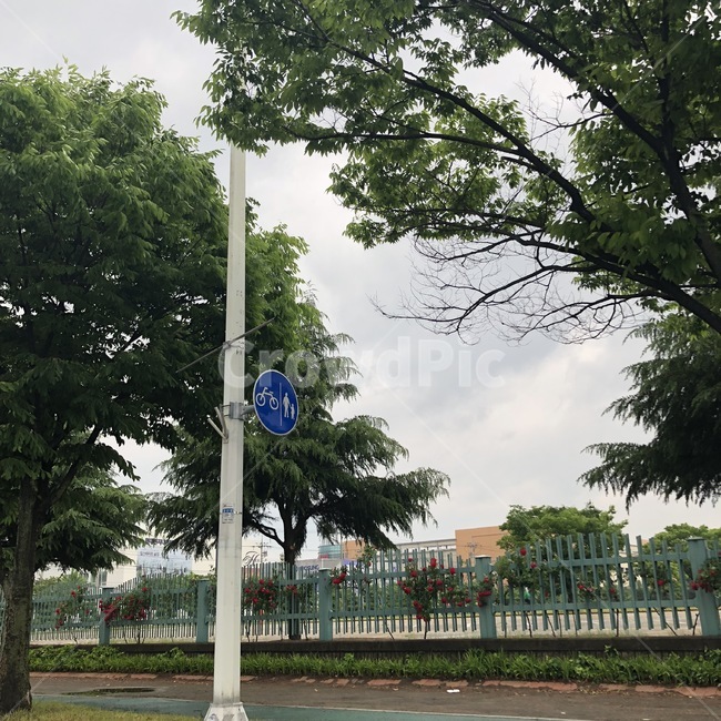 장미,학교,하늘,표지판,학교앞