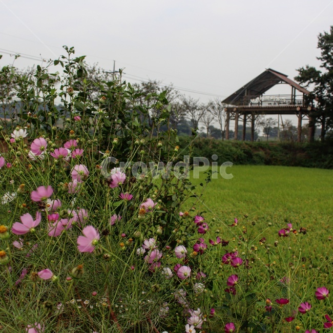 가을,코스모스,꽃,코스모스사진,꽃사진,가을,계절,fall,autumn,season,식물,자연,plants,nature,꽃,flower,grass,잔디,plant