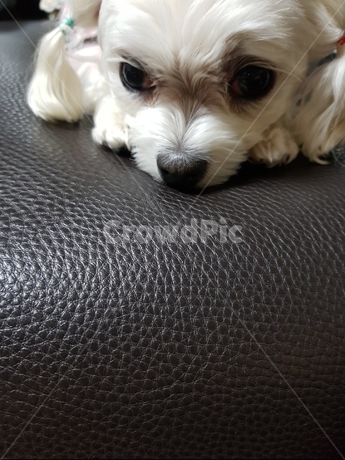 강아지,개,애완견,귀여움,말티즈,동물,animal,포유류,mammal,개,강아지,dog,doggy