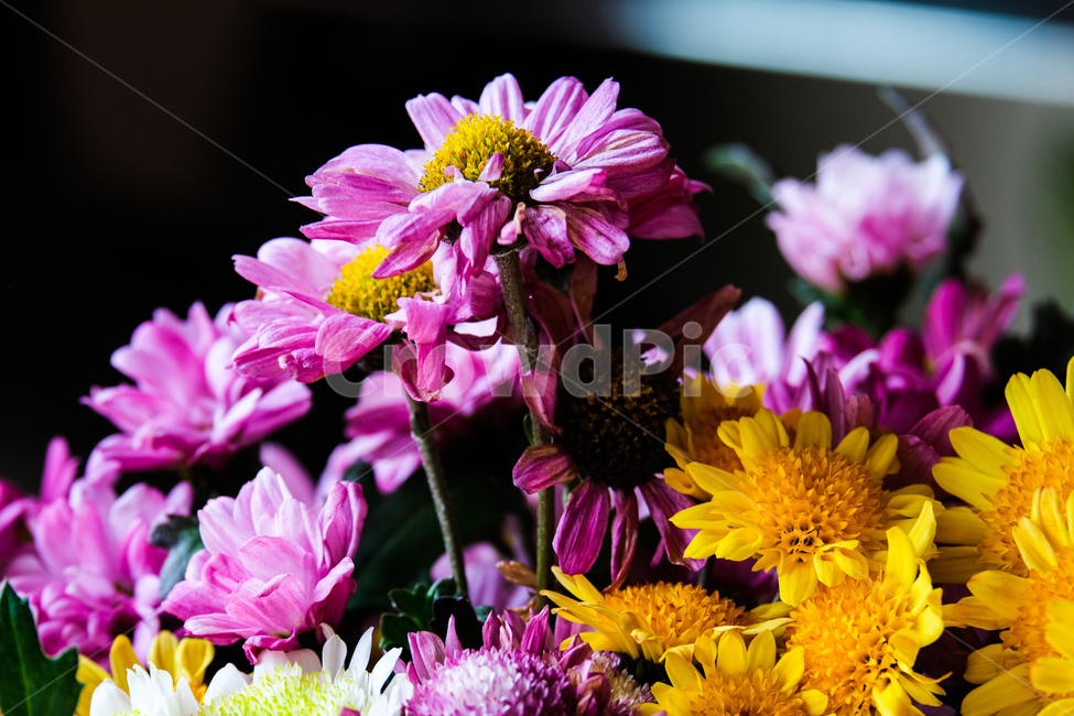 flower,꽃,식물,plant,blossom,식물,자연,plants,nature,꽃,flower