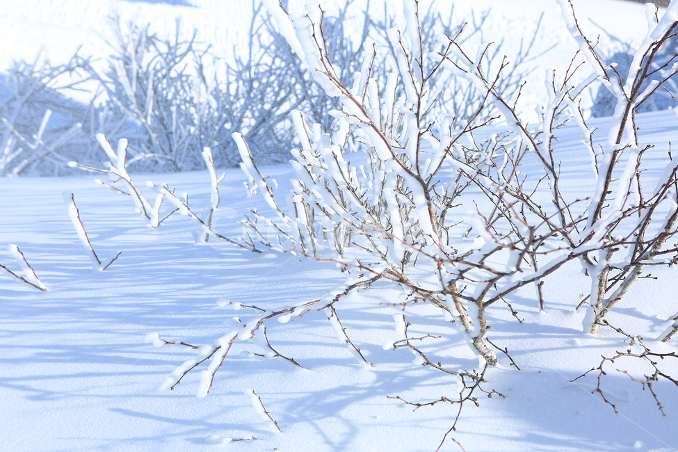겨울,눈,산,나무,winter,snow,moutain,tree,white,하양,겨울,계절,winter,season,자연,풍경,nature,landscape,outdoors,옥외