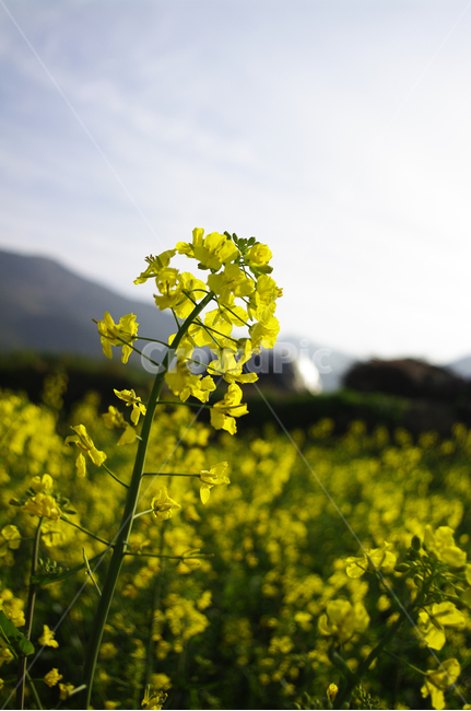 유채꽃,꽃밭,꽃,flower,계절,봄,spring,plant,자연,nature,식물,봄,계절,spring,season,식물,자연,plants,nature,꽃,flower