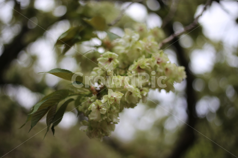 청벚꽃,벚꽃,꽃,봄꽃,겹벚꽃,봄,식물,자연,plants,nature,꽃,flower