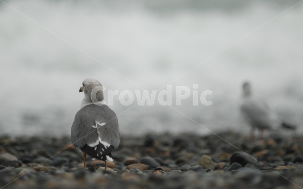 갈매기,파도,바다,자갈,새,동물,animal,조류,새,birds
