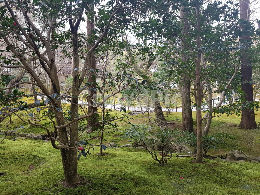 숲,나무,이끼,정원,moss,forest,lichen,tree,garden,일본정원,일본이끼,일본숲,japanesegarden,자연,풍경,nature,landscape,식물,plants,나무,trees,wood,tree trunk,나무 줄기,plant