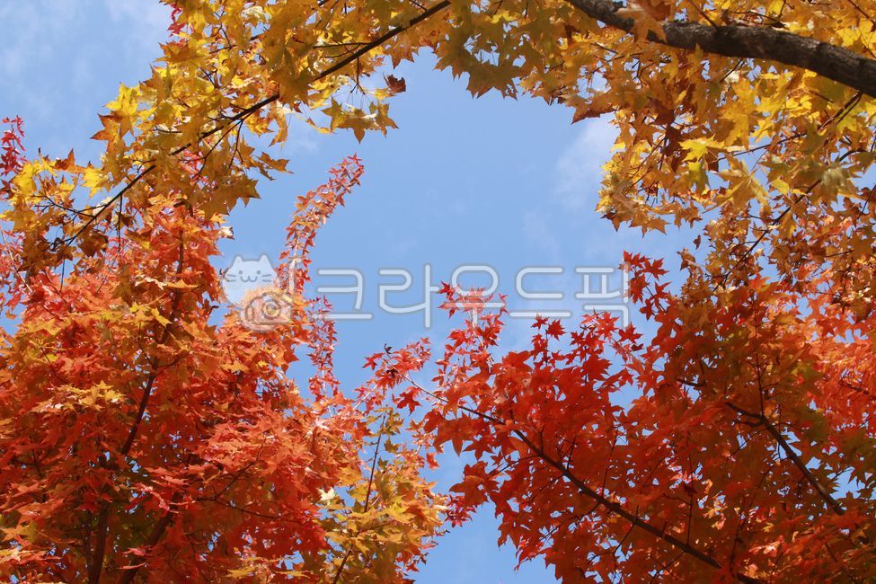 단풍, 가을, autumn, leaf, 잎, 사진,이미지,일러스트,캘리그라피 - Ntabo4515작가