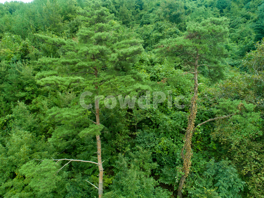 녹색,나무,풍경,소나무,여름,자연,풍경,nature,landscape,식물,plants,나무,trees,wood,tree,plant,vegetation,초목