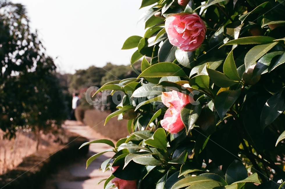 동백꽃,꽃,plant,식물,제주,식물,자연,plants,nature,꽃,flower