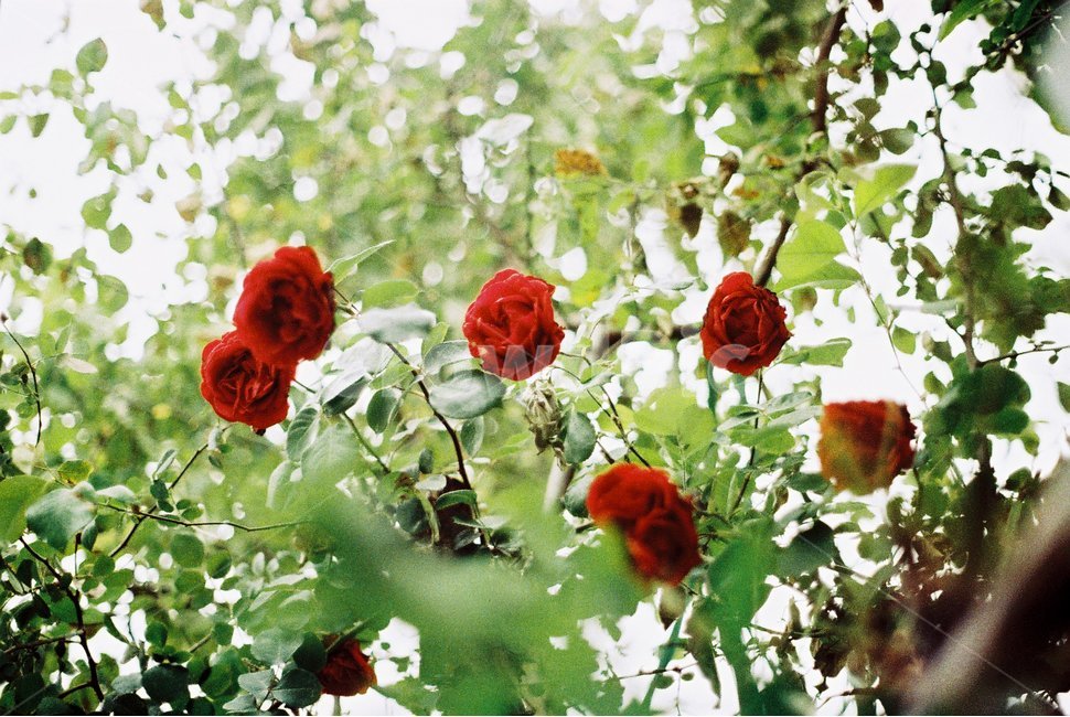 장미,장미꽃,필름카메라,빨간꽃,감성,노이즈,꽃,레드,그린