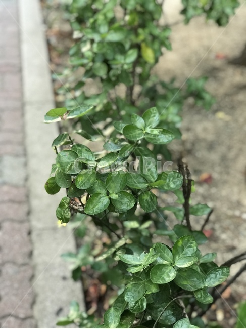 leaf,잎,plant,식물,도로,잎사귀,식물,자연,plants,nature