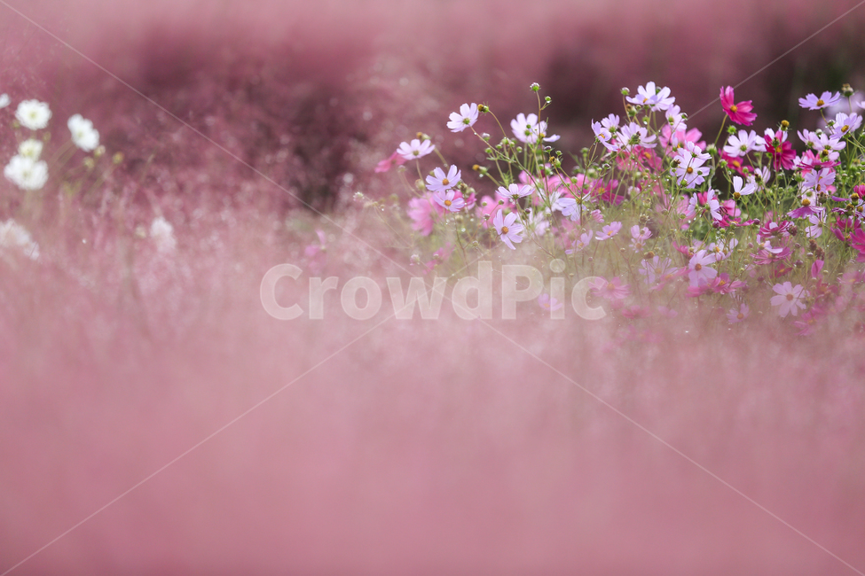 가을,핑크뮬리,분홍,코스모스,환상꽃무릇,가을,계절,fall,autumn,season,식물,자연,plants,nature,꽃,flower,plant
