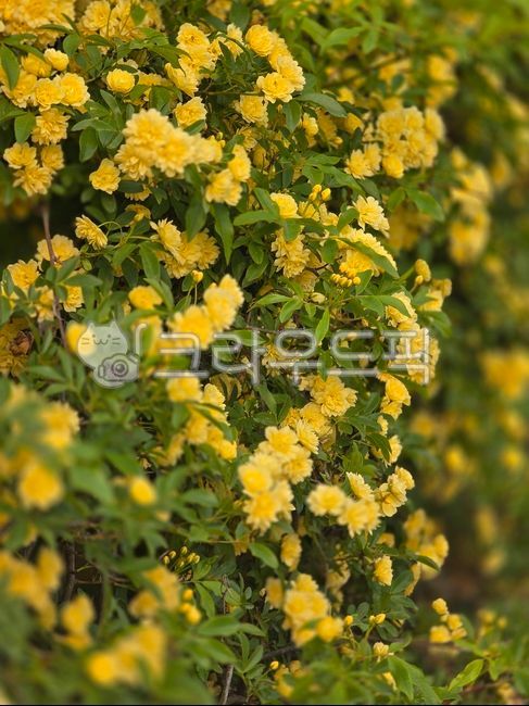 목향장미,장미,봄꽃,장미꽃,노란장미