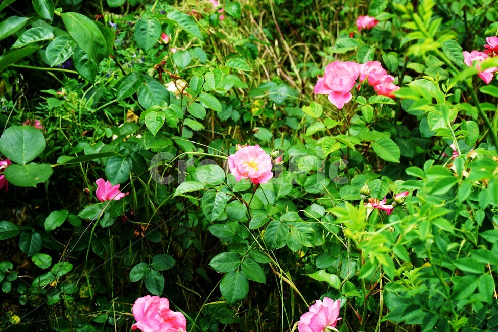 plant,식물,blossom,flower,꽃,rose,장미