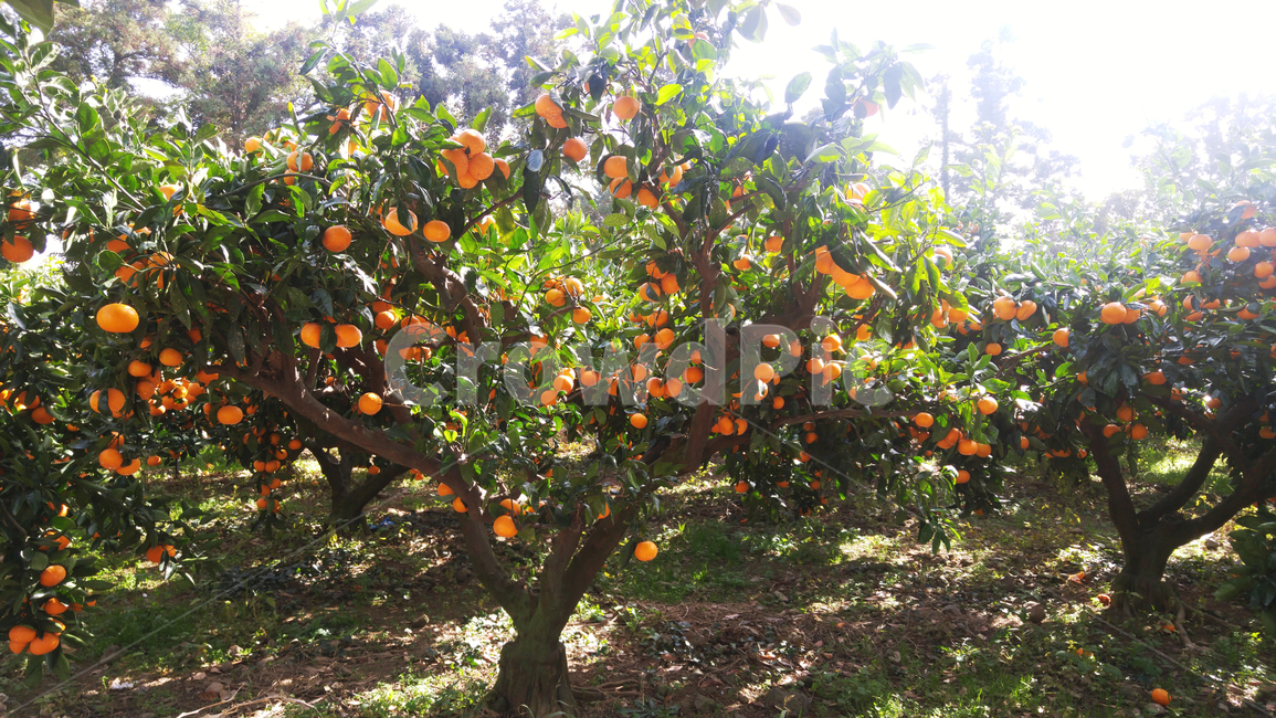 귤,감귤,귤밭,귤나무,과수원,농장,특산물,신선한,과일,한국,제주도,재배,plants,nature,fruit,제주도감귤,제주도귤,식물,자연,plants,nature,나무,trees,wood,과일,열매,fruit