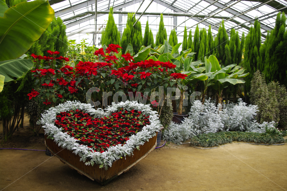 식물원,화원,꽃,식물,flower,plant,자연,풍경,nature,landscape