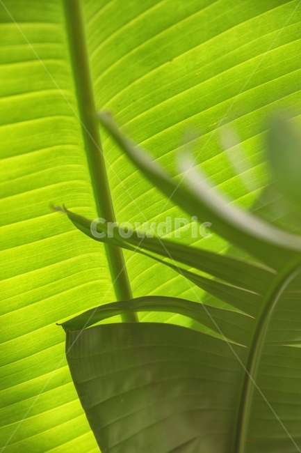 초록,식물,빛,그림자,green,tree,식물원,식물,자연,plants,nature