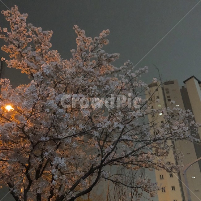 벚꽃,봄,밤하늘,벚꽃나무,꽃,봄,계절,spring,season,야경,밤,풍경,nightscape,night,landscape