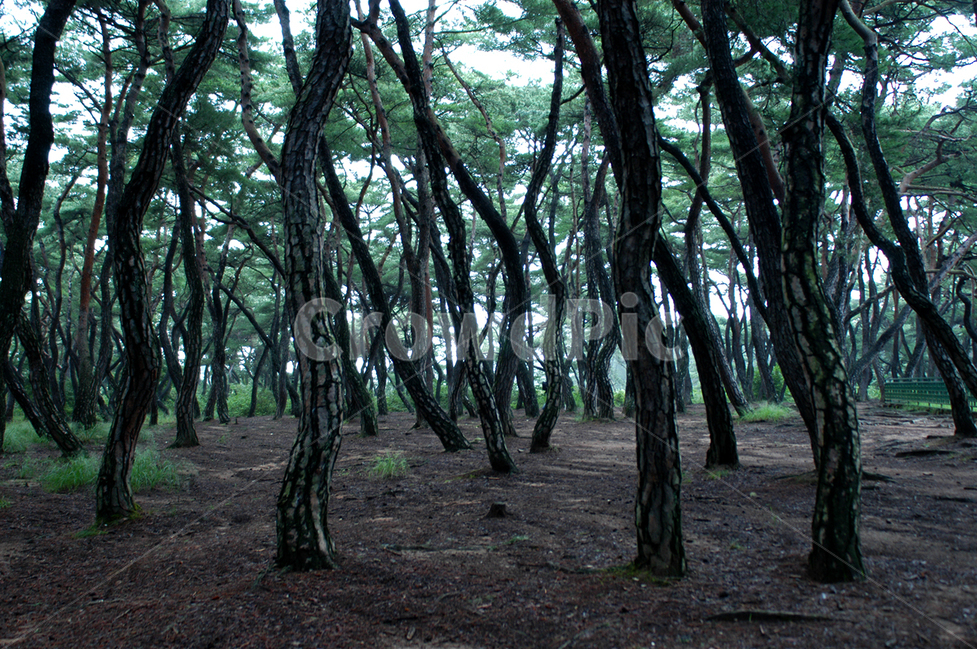 소나무,남산,안개,식물,산,자연,풍경,nature,landscape,plant,tree,나무,vegetation,초목,grove,작은 숲,outdoors,옥외,woodland,삼림지,forest,숲,land,땅,tree trunk,나무 줄기