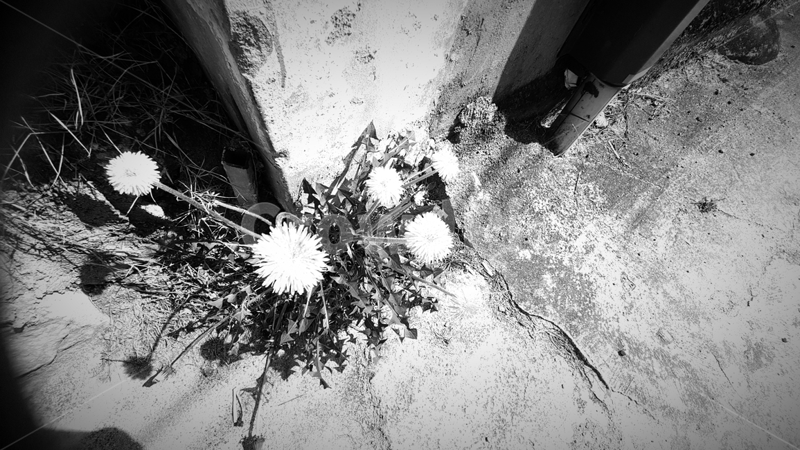 plant,식물,blossom,꽃,flower,민들레,봄꽃