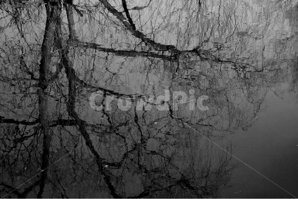 반영,나무,호수,흑백,추상,branches,reflection,abstract,backgrounds,반영사진,lake,tree,겨울,계절,winter,season,자연,풍경,nature,landscape,식물,plants,나무,trees,wood,흑백,모노톤,monochrome,black and white,texture,조직