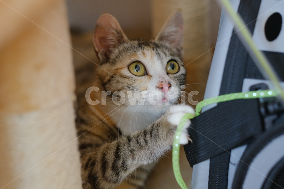 애완동물,반려동물,고양이,아깽이,새끼고양이,cat,동물,animal,포유류,mammal,고양이,cat,kitten,kitty