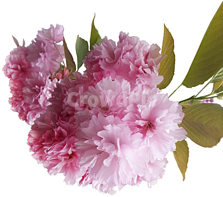 식물,flower,꽃,벗꽃,겹벗꽃