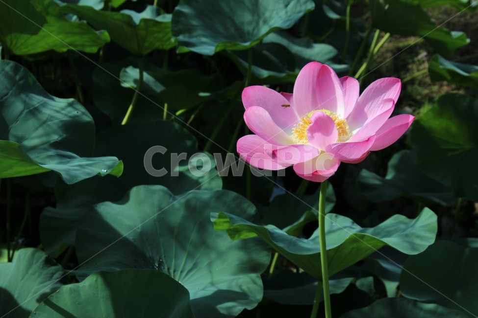 연꽃,분홍색,꿀벌,왕벌,꽃잎,식물,자연,plants,nature,꽃,flower
