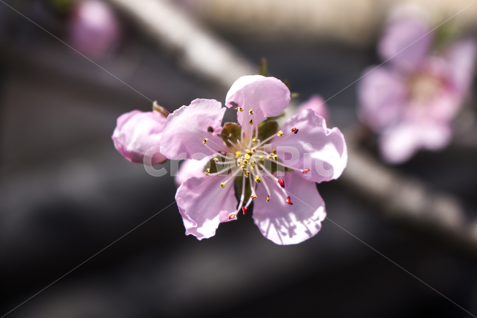 벚꽃,봄,나들이,배경,계절,꽃,자연,식물,한국,봄,계절,spring,season,식물,자연,plants,nature,꽃,flower,plant