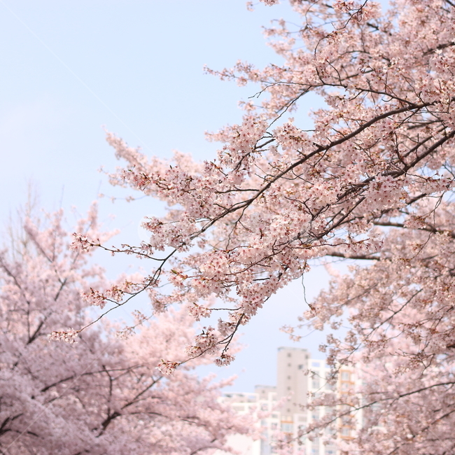 대구,계명대학교,벚꽃,벚꽃나무,나무,풍경,봄,계절,spring,season,식물,자연,plants,nature,꽃,flower,plant,blossom