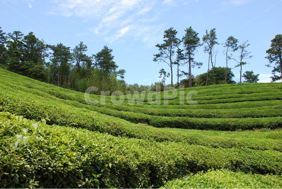 보성,녹차밭,녹차,차밭,자연,자연,풍경,nature,landscape,한국자연풍경,한국자연경관,korea nature landscape