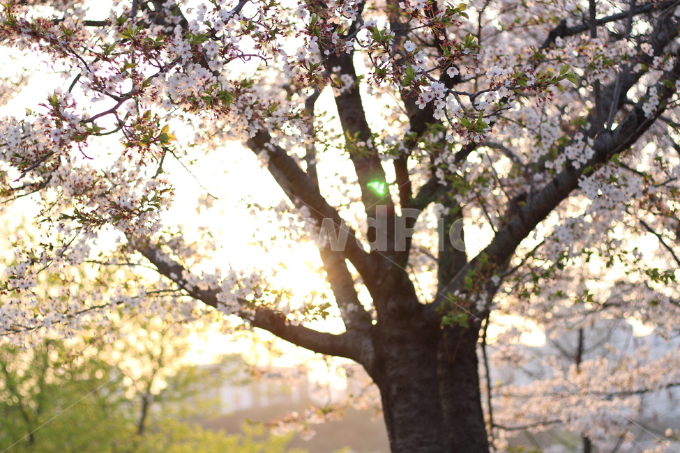 Cherry Blossom,nature,tree,sight,Emotion