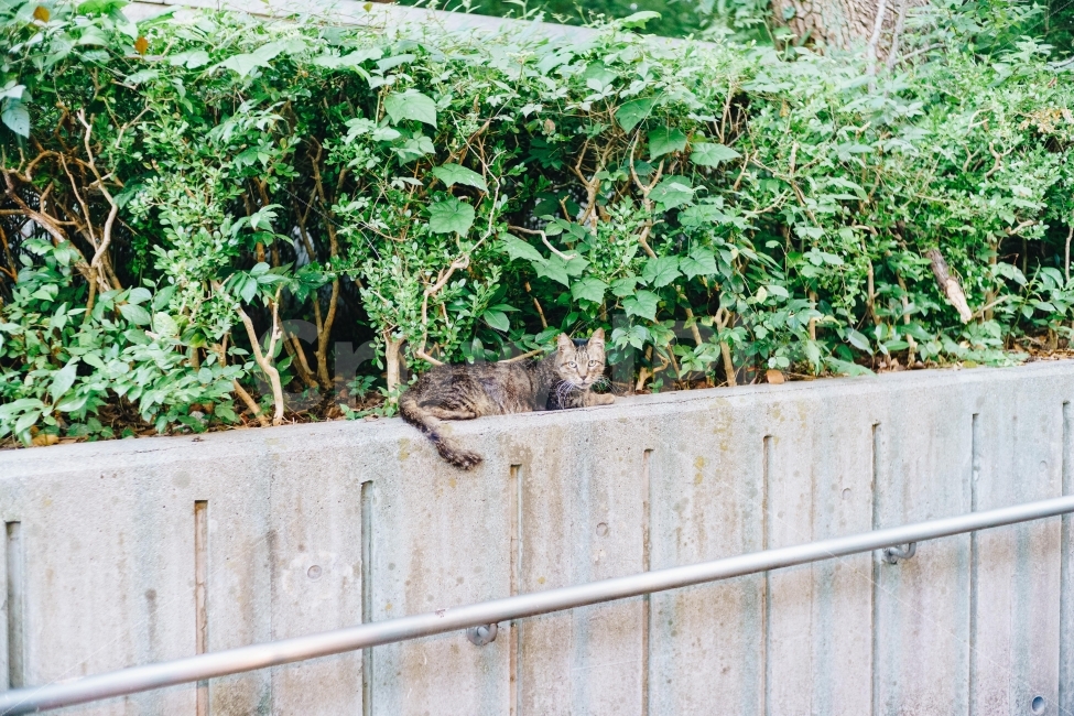 일본,오사카,공원,고양이,유기묘,길냥이,거리,여행,japan,osaka,park,cat,alleycat,wildcat,street,travel,animal,동물,동물,animal,포유류,mammal,고양이,cat,kitten,kitty