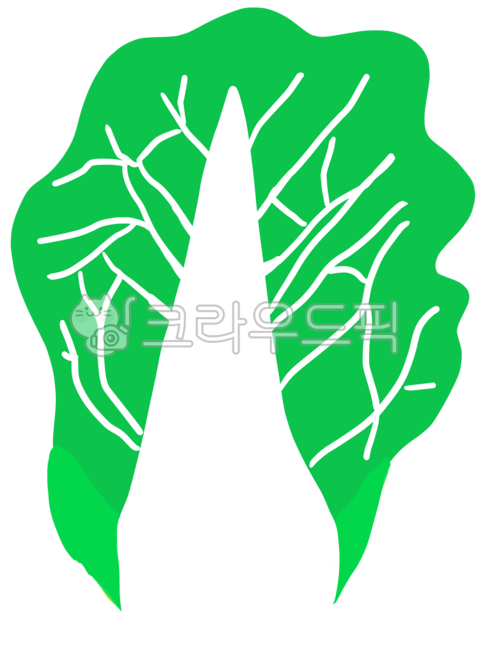 Vegetable illustration,spring vegetables,spring dong,spring dong illustration,spring cabbage,cabbage