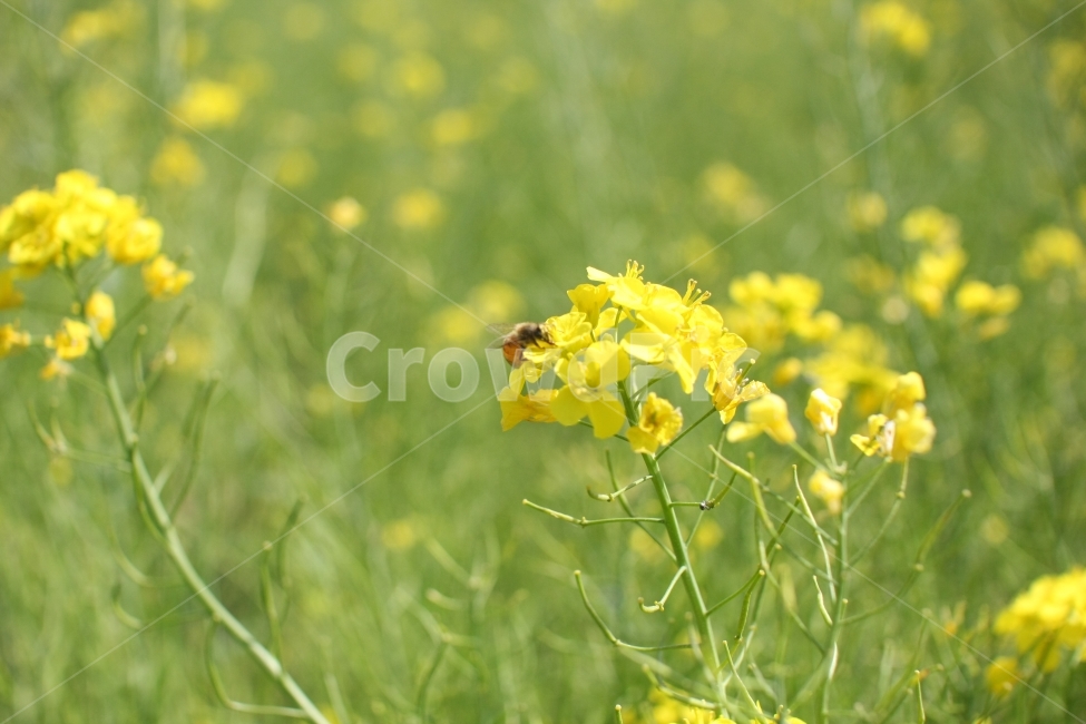 벌,bee,flower,유채꽃,봄,꽃,꿀벌,곤충,식물,식물원,blossome,yello,green,봄,계절,spring,season,식물,자연,plants,nature,꽃,flower,동물,animal,곤충,벌레,insect,bug,invertebrate,무척추 동물