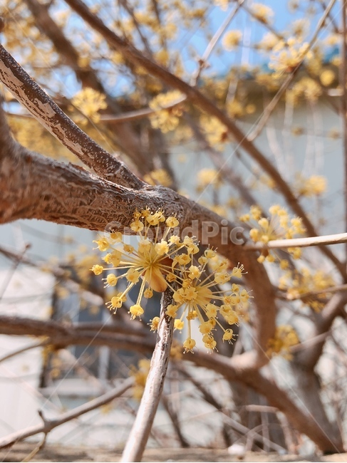 봄,나무,노란색,노랑,꽃나무,식물,tree,pollen,plant,나뭇가지