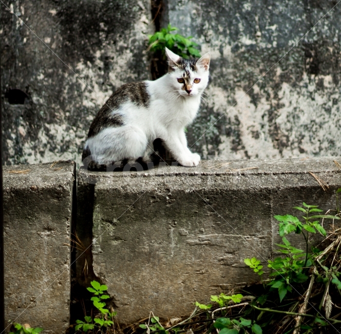고양이,길고양이,동물,cat,포유류,감성,일상,DSLR,100D,canon,코숏,가을,animal,kitty,길냥이,반려동물,편안,분위기,자연스러움,자연,따뜻함,동물,animal,포유류,mammal,고양이,cat,kitten,kitty