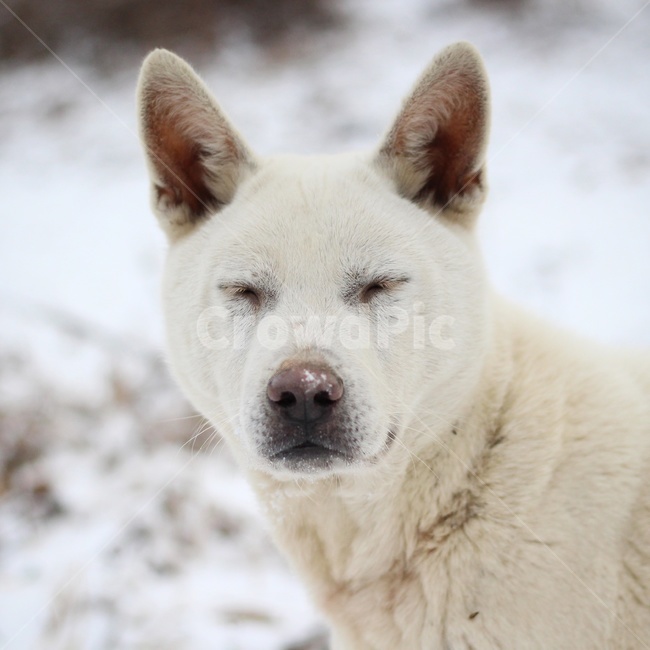 개,시골개,멍멍이,동물,dog,동물,animal,포유류,mammal,개,강아지,dog,doggy