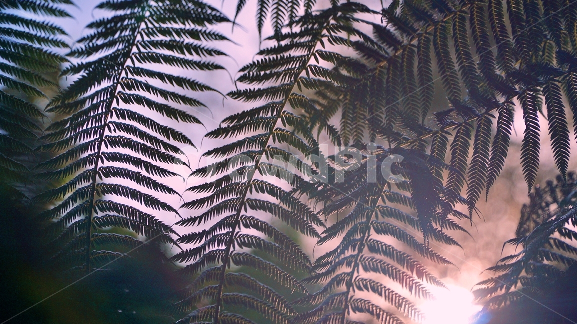 fern,pattern,texture,nature,leaf,green,plant,blue,forest,water,foliage,leaves,tree,wallpaper,flora,summer,black,light,white,tropical,양치류,식물,식물,자연,plants,nature