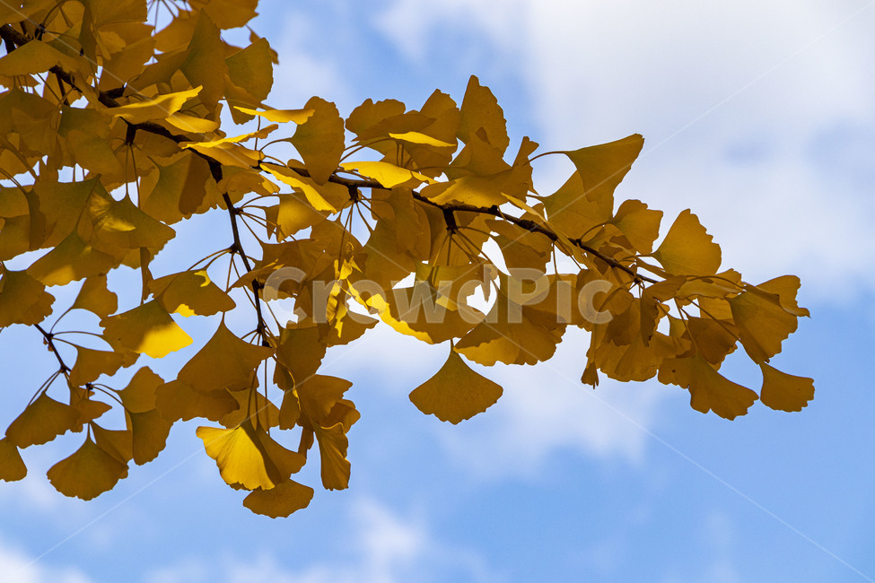 은행,은행나무,은행잎,ginkgo,ginkgotree,ginkgoleaves,가을,계절,fall,autumn,season,식물,자연,plants,nature,나무,trees,wood,leaf,잎,plant