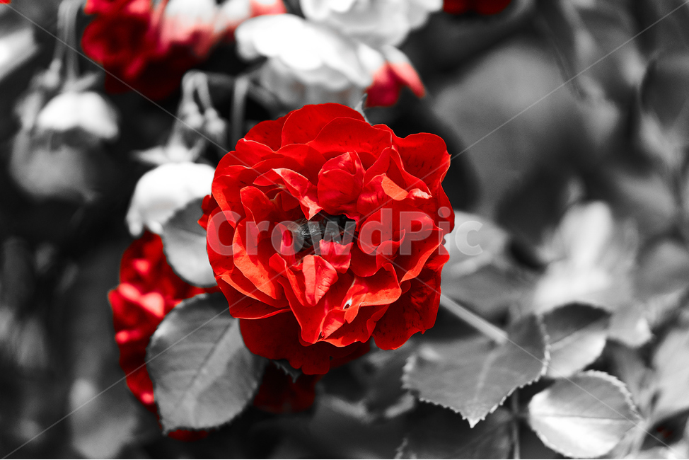 장미,꽃,접사,생화,화분,plant,nature,flower,초접사,redflower,black,rose,붉은장미,붉은꽃,redrose