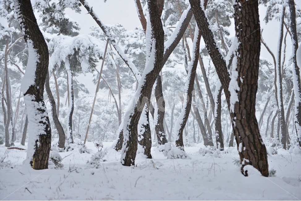 tree,나무,plant,식물,nature,자연,outdoors,옥외,winter,snow,눈,storm,폭풍,blizzard,눈보라,treetrunk,나무줄기,경주,삼릉,삼릉소나무,삼릉솔숲,소나무,솔숲,삼릉설경,솔숲설경,겨울,계절,겨울,계절,winter,season,자연,풍경,nature,landscape
