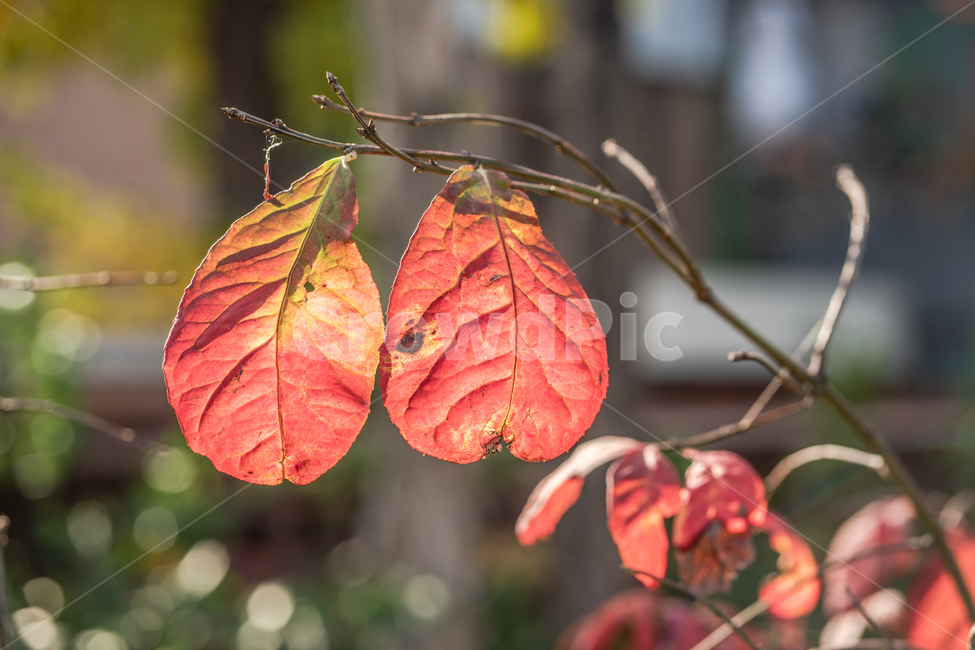 가을,단풍,붉은색,접사,식물,야외,나무,가을,계절,fall,autumn,season,식물,자연,plants,nature,veins,정맥