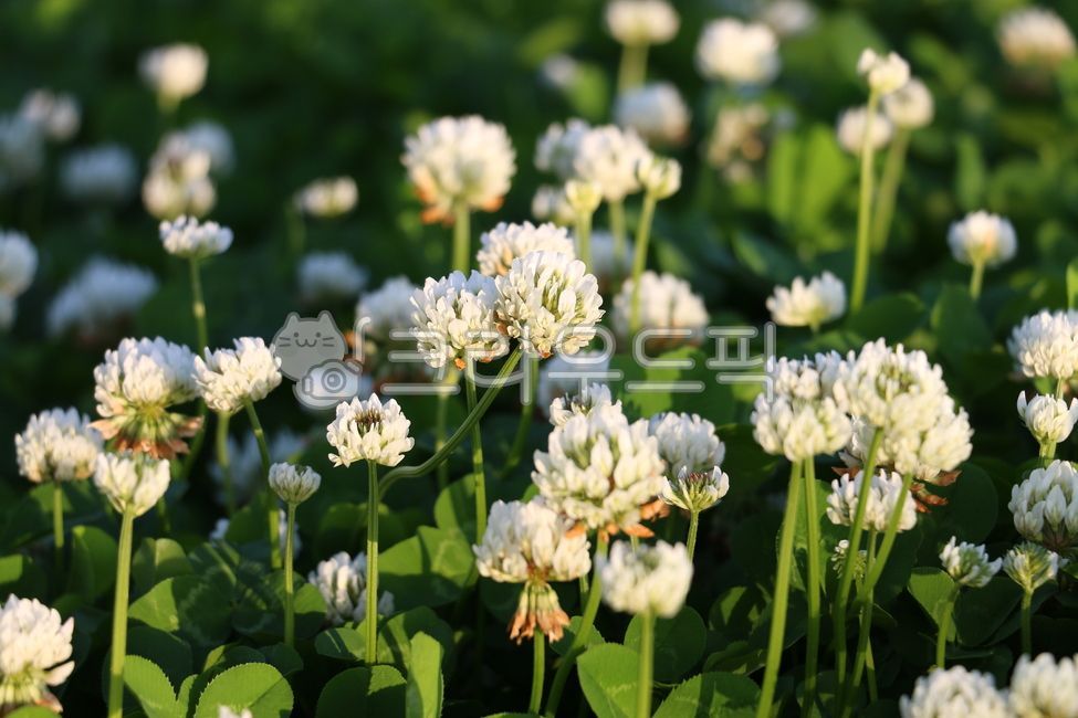 language of flowers,luck,White,four leaf clover flower,flower