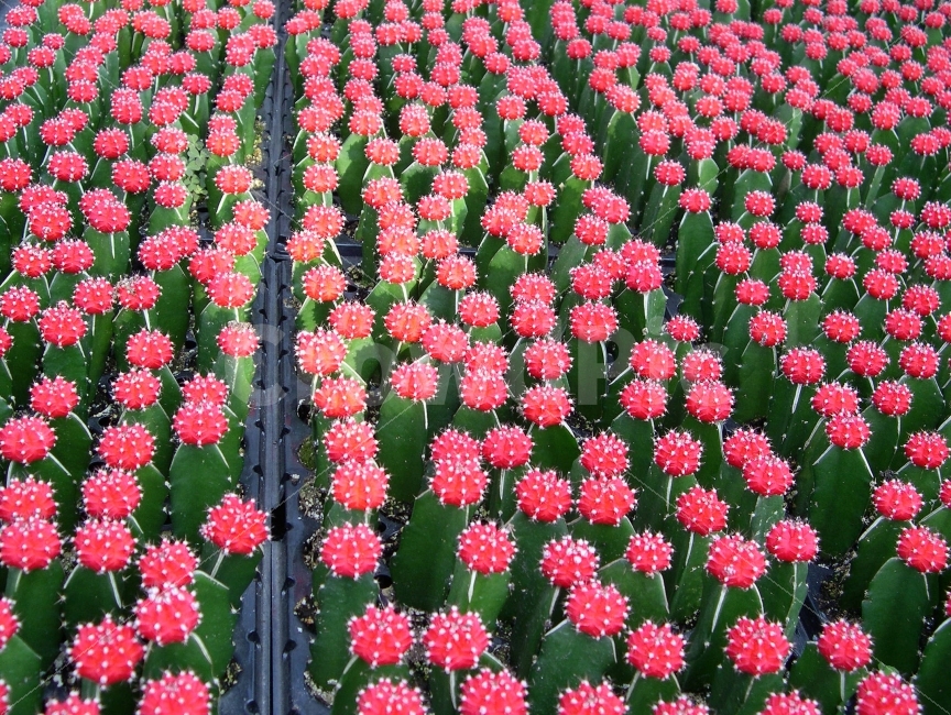 선인장,식물,재배,cactus,plants,식물,자연,plants,nature
