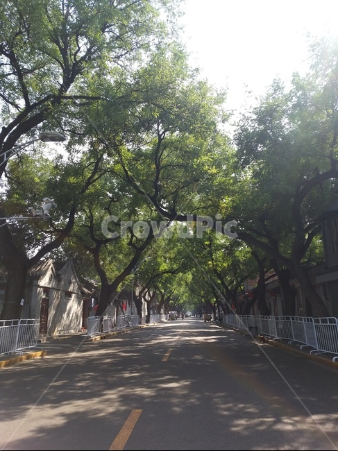 거리,street,나무,tree,road,도로